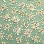 レースフラワーの押し花＜MS～Mサイズ20枚＞