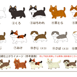 ※ 受注企画お申込み者様専用 ※（コードなし） 『お散歩ねこブローチ』