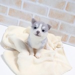 【iolite923様ご予約品】シベリアンハスキーの赤ちゃん
