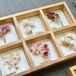 レトロ植物標本「ピンクフラワー」
