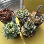 多肉植物 韓国苗 エケベリア お買い得セット