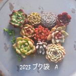 多肉プク袋Aセット　10個入り＋おまけ・送料無料【第四種郵便】