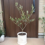大きめ♪オリーブの木　ネバディロブランコ　テラコッタ鉢植え　観葉植物　苗　苗木