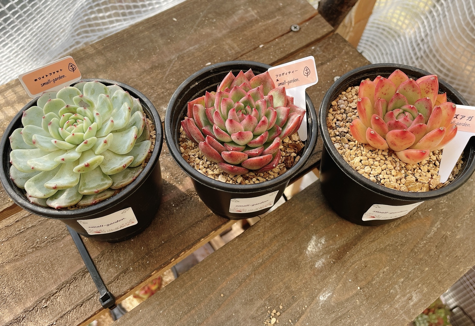 多肉植物 エケベリア 韓国苗 マルセル - SMALL-GARDEN'S GALLERY