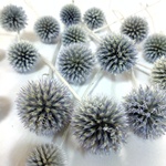 ドライフラワー花材るり玉アザミ（21個）