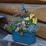 💙ナチュラルな寄せ植え✻