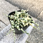 希少  鉢ごと！  斑入り  グリーンネックレス  3号ポット