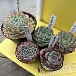 多肉植物 韓国苗 お買い得セット