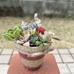 ★ 今だけ！特別価格♬ ★送料無料★♡そのまま飾れる♡リメ鉢♬ネコちゃんの多肉植物寄せ植え╰(*´︶`*)╯♡