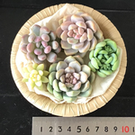 小苗中苗4品種セット