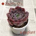 ラスト1苗 第四種送料無料◆アルページュ◆多肉植物　韓国苗