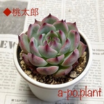 第四種送料無料◆桃太郎◆多肉植物　韓国苗