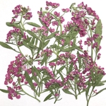 アリッサムの押し花①