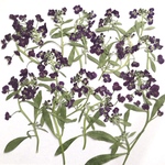 アリッサムの押し花③