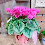 現品のみ♡【ピンクシクラメン 】ラッピングつき♡プレゼントにも♪豪華大きめ６寸サイズ！フェアリーピコ♪