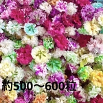 【Ｎｏ．H】訳あり かすみ草 ドライフラワー
