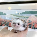 ハリネズミ　羊毛フェルト