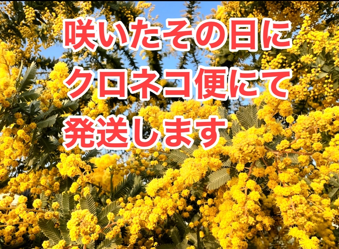 ミモザ（銀葉アカシア） - かっちゃん農園 | minne byGMOペパボ