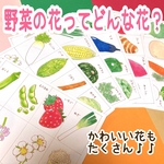 野菜の花ってどんな花？　ぬりえ付き