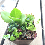 多肉いろいろ寄せ植え♬*子宝草