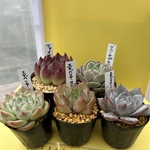 多肉植物 韓国苗 エケベリアお買い得セット