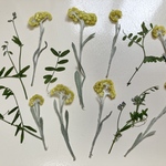 押し花＊ハハコグサ　他