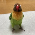 空塚さん様ご依頼、羊毛フェルトのルリコシボタンちゃん実物大です。