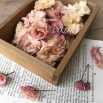 桜ドライフラワー　さくら　サクラ　八重桜