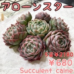 № 60★アローンスター★韓国苗 多肉植物 エケベリア