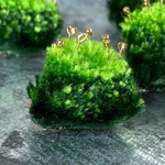 苔の刺繍ブローチ　安全ピンタイプ