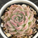 多肉植物  ベリカムⅹラパス（実生苗）