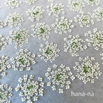 🎵レースフラワー42輪　＊ 押し花