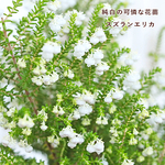 🌷花苗 スズランエリカ 3.5号 鈴蘭 常緑低木 白 小花 よく咲く かわいい
