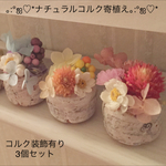 ナチュラルコルク寄植え♡3個セット→コルク装飾有り
