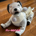 ウサ服☆グレーな白うさぎ