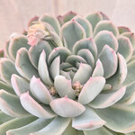 花うらら (抜き苗)【エケベリア】多肉植物