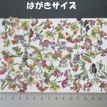 押し花　素材　アリッサム(８０枚)　１１９