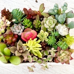 冬季限定‼️ちまちま寄せ植え＊ちび苗＊紅葉中‼️＊抜き苗