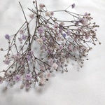 ドライフラワー花材かすみ草