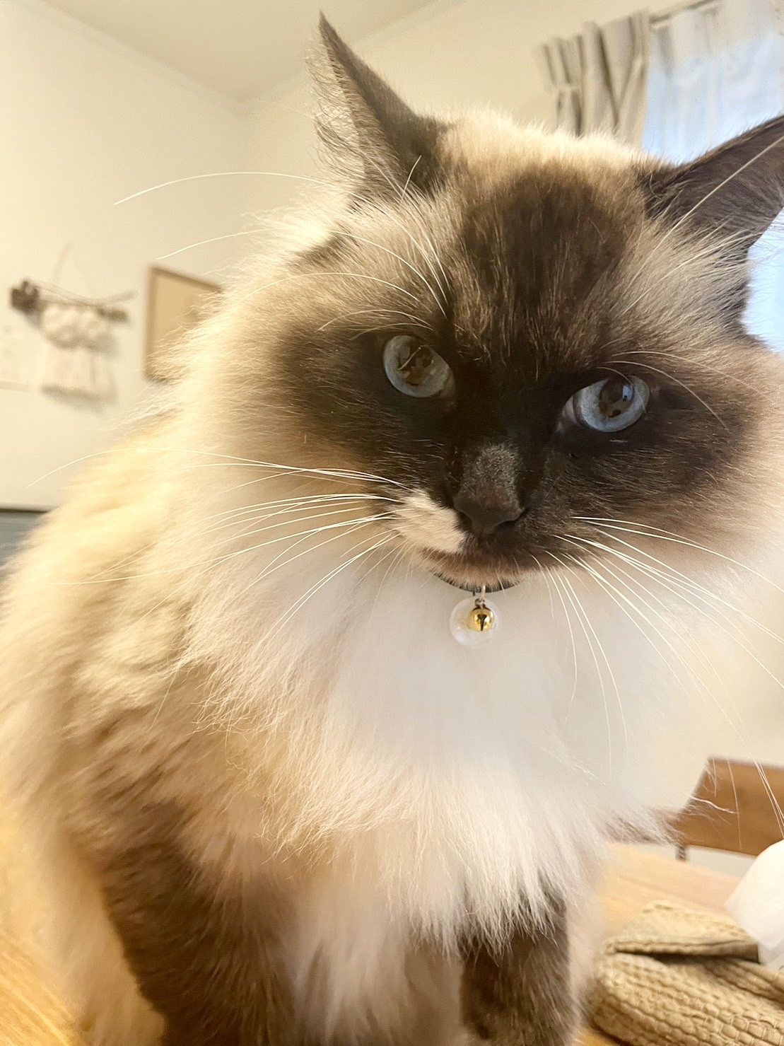 天然シェル(貝)の上品おしゃれな迷子札付首輪★裏面に電話番号も可★ 天然シェル(貝)の上品おしゃれな迷子札付首輪☆裏面に電話番号も可