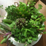 多肉植物 寄せ植え