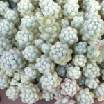 玉蛋白☆セダム☆多肉植物