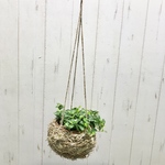 フィカス シャングリラ  ナチュラルバスケット  釣り鉢  ツルガジュマル  ボールハンギング