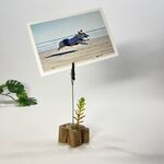 メモスタンド　MC22026　メモクリップ　フォトスタンド　カードスタンド　流木インテリア　流木オブジェ