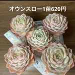 多肉植物 韓国苗 エケベリア オウンスロー