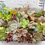 冬季限定‼️多種類のちまちま寄せ植え＊ちび苗＊紅葉中‼️＊抜き苗