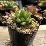 多肉植物 韓国苗 ハオルチア オブツーサ