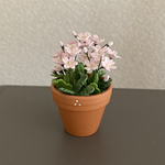 サクラ草🌸　2