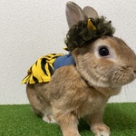 試着撮影分　L うさぎ　青鬼ハーネス　kugshop うさぎ男の子　うさぎ服　うさぎ節分　うさぎドレス　うさぎワンピース　うさぎハンドメイドハーネス　ハンドメイドハーネス