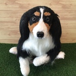 4様愛犬ちゃんオーダーメイド品(キャバリア)縫いぐるみ30センチ